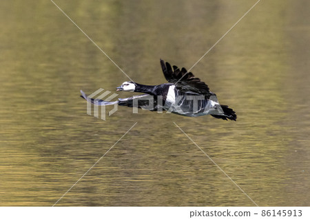 Barnacle goose, Branta leucopsis flying over a lake near Munich in Germany. 86145913
