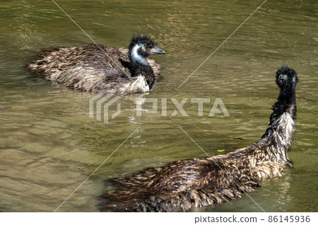 Emu, Dromaius novaehollandiae standing in grass in its habitat Emu, Dromaius novaehollandiae standing in grass in its habitat 86145936