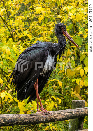 Black stork, Ciconia nigra in a german nature park Black stork, Ciconia nigra in a german nature park 86145940