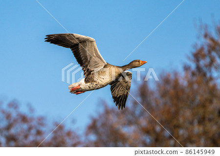 The flying greylag goose, Anser anser is a species of large goose The flying greylag goose, Anser anser is a species of large goose 86145949