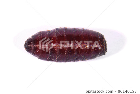 Pupa big green fly Pupa big green fly 86146155