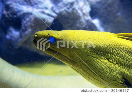 A tropical Moray eel portrait under water. A tropical Moray eel portrait under water. 86146327