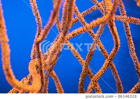 thin orange corals underwater. Underwater photography. underwater background 86146328