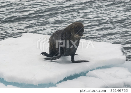 Antarctic fur seal(Arctophoca gazella), an beach, Antartic peninsula. 86146763