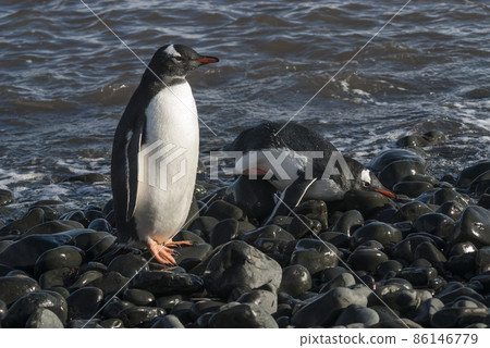 Gentoo Penguin, Antartica Gentoo Penguin, Antartica 86146779