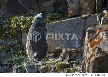Gentoo Penguin, Antartica 86146781