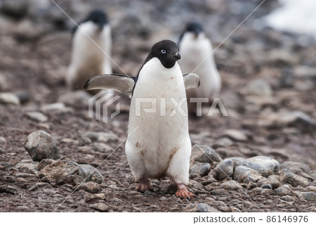 Adelie Penguin, Antartica Adelie Penguin, Antartica 86146976