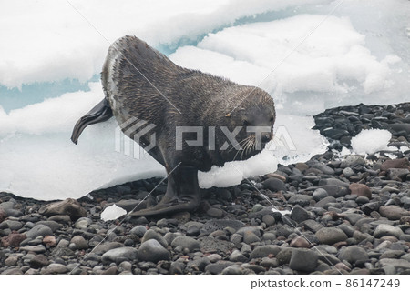Antarctic fur seal, an beach, Antartic peninsula. 86147249