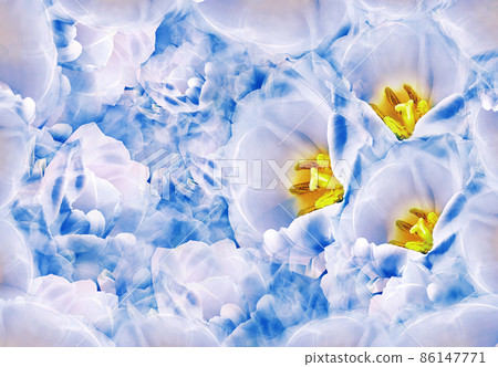 Blue  tulips.  Floral  background.. Nature. Closeup  Garden flower. 86147771