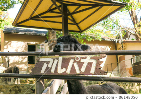 Black alpaca biting the fence 86148050