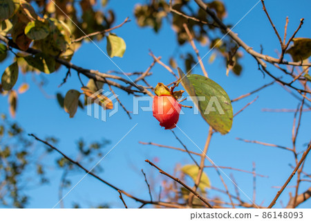 Persimmon fruit sung by wild birds Persimmon fruit sung by wild birds 86148093