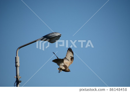 禿鷹和鵟 86148458