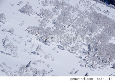 Betula ermanii that grows on the slopes of snow Betula ermanii that grows on the slopes of snow 86149218