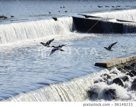 A flock of ducks flying over the river 86149233