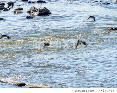 A flock of ducks flying over the river 86149242