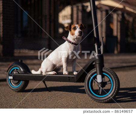 Jack russell terrier dog rides an electric scooter in the cottage village.  86149657
