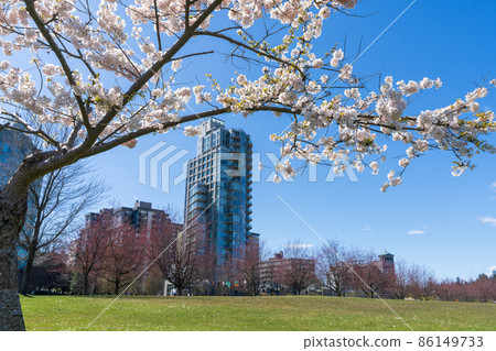 春天溫哥華斯坦利公園櫻花盛開加拿大 春天溫哥華斯坦利公園櫻花盛開加拿大 86149733