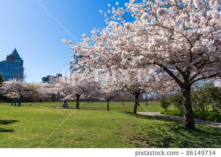 Spring Vancouver Stanley Park Cherry Blossoms in Full Bloom Canada 86149734