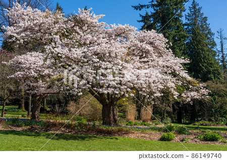 Spring Vancouver Stanley Park Cherry Blossoms in Full Bloom Canada 86149740