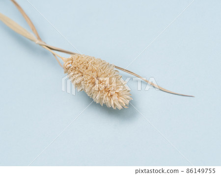 Phalaris canaryensis Phalaris canaryensis 86149755