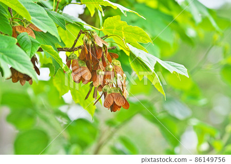 Brown Acer diabolicum (summer) Brown Acer diabolicum (summer) 86149756