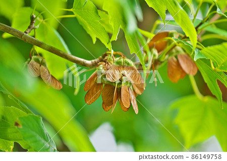 Brown Acer diabolicum (summer) Brown Acer diabolicum (summer) 86149758