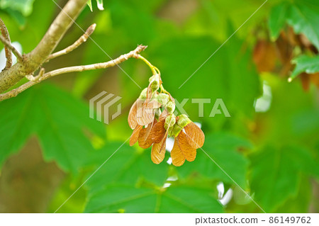 Brown Acer diabolicum (summer) Brown Acer diabolicum (summer) 86149762