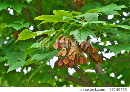 Brown Acer diabolicum（夏季） 86149763