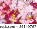 Spring flower  86149767