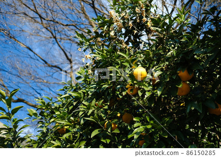 Yuzu that grows in the clear winter sky 86150285