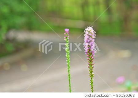 Blazing star flower (summer) 86150368