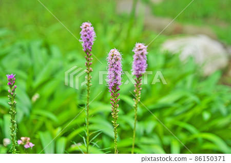 Blazing star flower (summer) 86150371