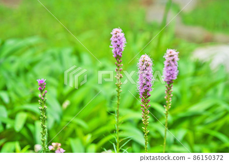 熾星花(夏) 熾星花(夏) 86150372