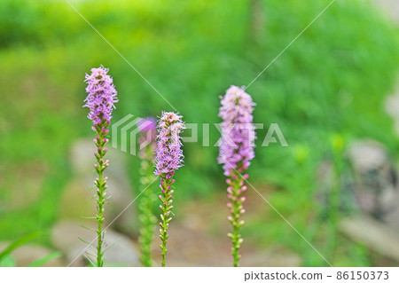 Blazing star flower (summer) Blazing star flower (summer) 86150373