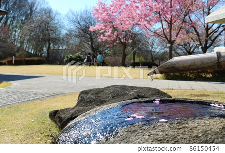 田園般的春日櫻花盛開，古樸的築貝水滴 86150454