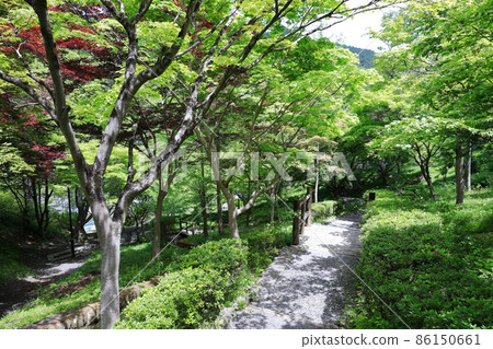 Fresh green Mitake Gorge 86150661