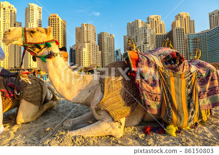 Camel in front of Dubai Marina Camel in front of Dubai Marina 86150803