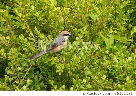 棲息在最喜歡的樹枝上的育兒伯勞 86151181