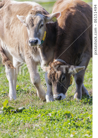 Dairy cows eating grass up, ranch at the foot of Mt. Fuji, November 86151494