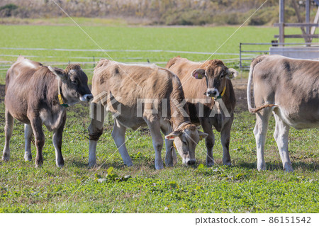 富士山腳下的澤西奶牛牧場 86151542