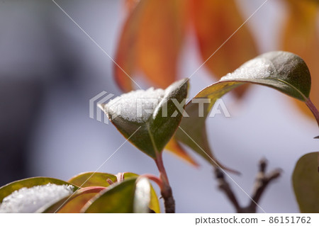 樹葉上的雪 雪景 樹葉上的雪 雪景 86151762