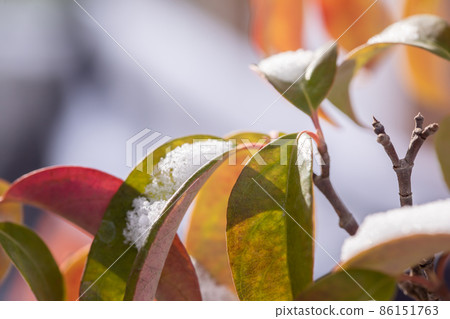 樹葉上的雪 雪景 樹葉上的雪 雪景 86151763