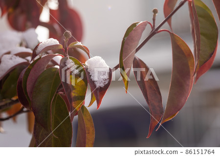 樹葉上的雪 雪景 樹葉上的雪 雪景 86151764