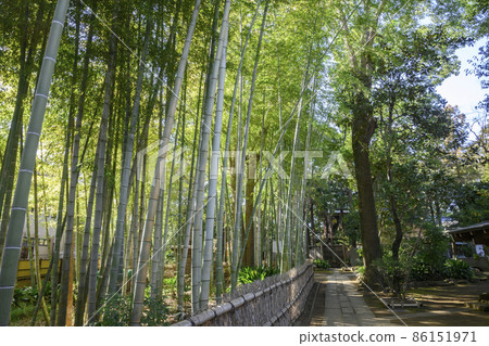 神社和寺廟 Mimatsuan Myofukuji Temple 通往仙足池公園大田區的竹林，東京 86151971