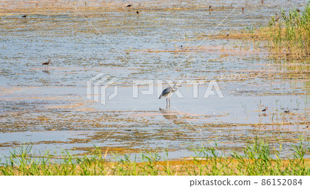 The grey heron stands in the lake 86152084