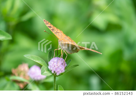 The dark green fritillary butterfly collects nectar on flower. Speyeria aglaja is a species of butterfly in the family Nymphalidae. 86152143