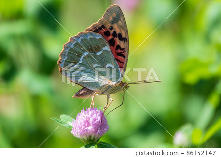 The dark green fritillary butterfly collects nectar on flower. Speyeria aglaja is a species of butterfly in the family Nymphalidae. The dark green fritillary butterfly collects nectar on flower. Speyeria aglaja is a species of butterfly in the family Nymphalidae. 86152147