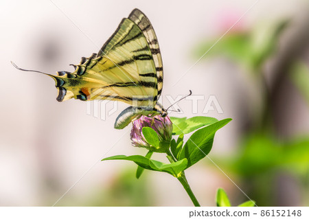 Beautiful Butterfly Scarce Swallowtail, Sail Swallowtail, Pear-tree Swallowtail, Podalirius. Latin name Iphiclides podaliriu. Butterfly collects nectar on flower. Beautiful Butterfly Scarce Swallowtail, Sail Swallowtail, Pear-tree Swallowtail, Podalirius. Latin name Iphiclides podaliriu. Butterfly collects nectar on flower. 86152148