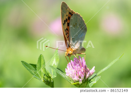 The dark green fritillary butterfly collects nectar on flower. Speyeria aglaja is a species of butterfly in the family Nymphalidae. 86152149