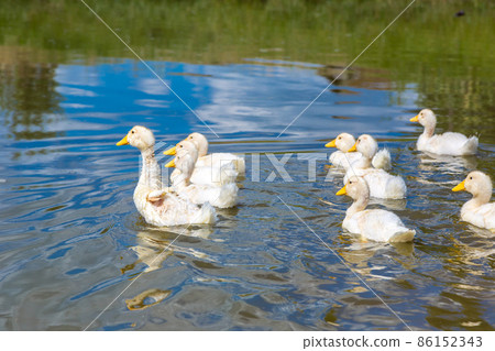 White ducklings 86152343